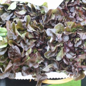 Lechuga hoja de Roble (Unidad)